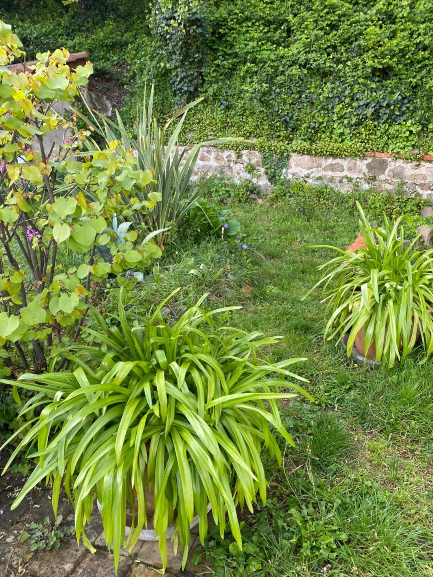 Les Agapanthes Acomodação com café da manhã Vaux-en-Beaujolais Exterior foto